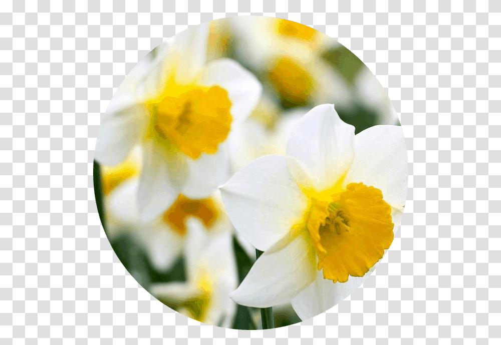 December Narcissus Daffodil Daffodil, Plant, Flower, Blossom, Pollen Transparent Png