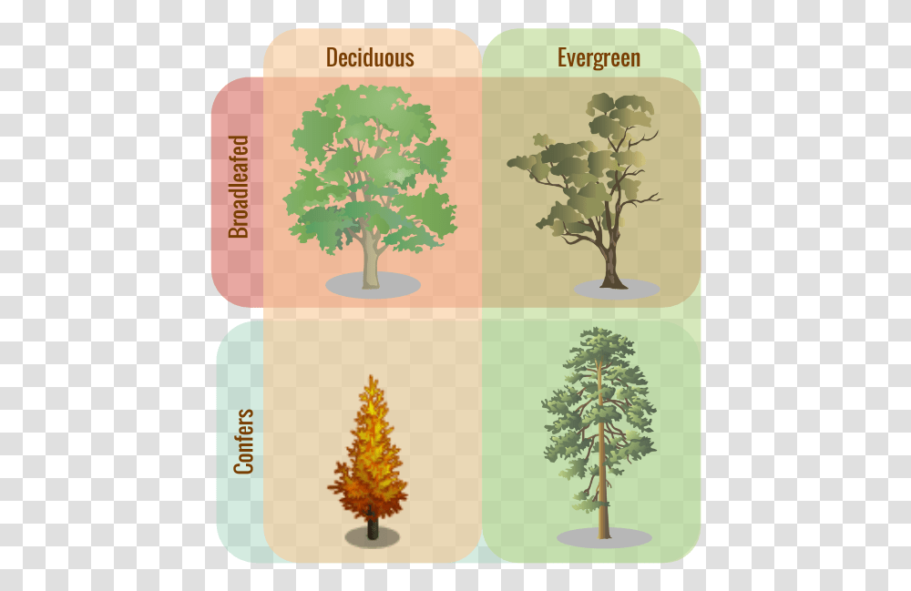 Deciduous Evergreen, Tree, Plant, Pine, Ornament Transparent Png
