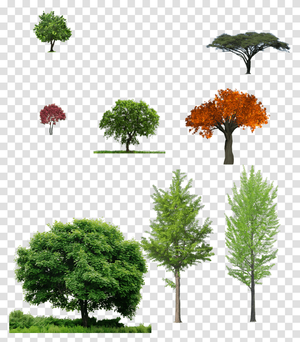 Deciduous Front View Tree, Plant, Conifer, Vegetation, Pine Transparent Png