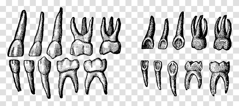 Deciduous Teeth, Alphabet, Silhouette Transparent Png