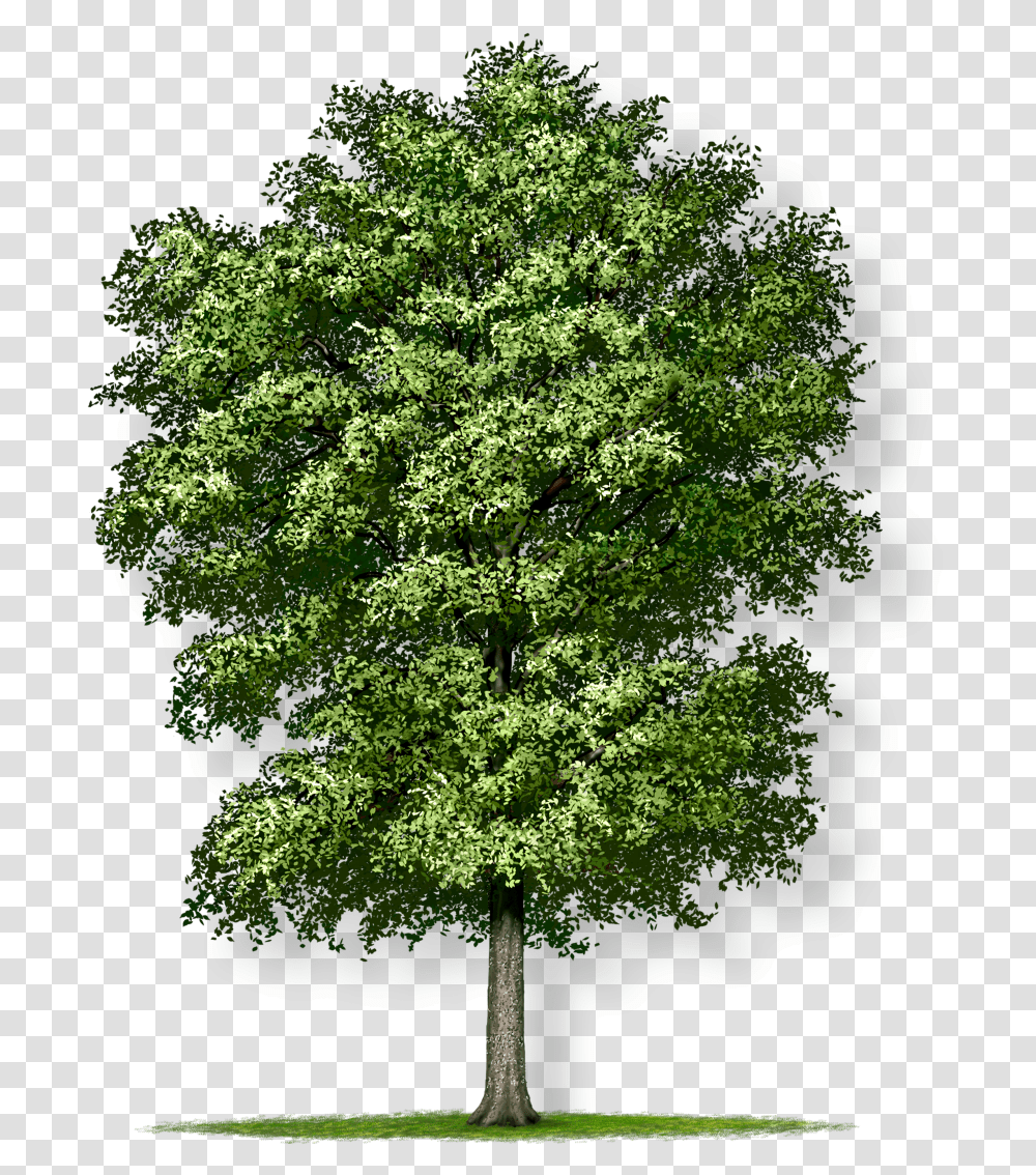 Deciduous Tree Palo Blanco Tree Texas, Plant, Maple, Leaf, Potted Plant Transparent Png