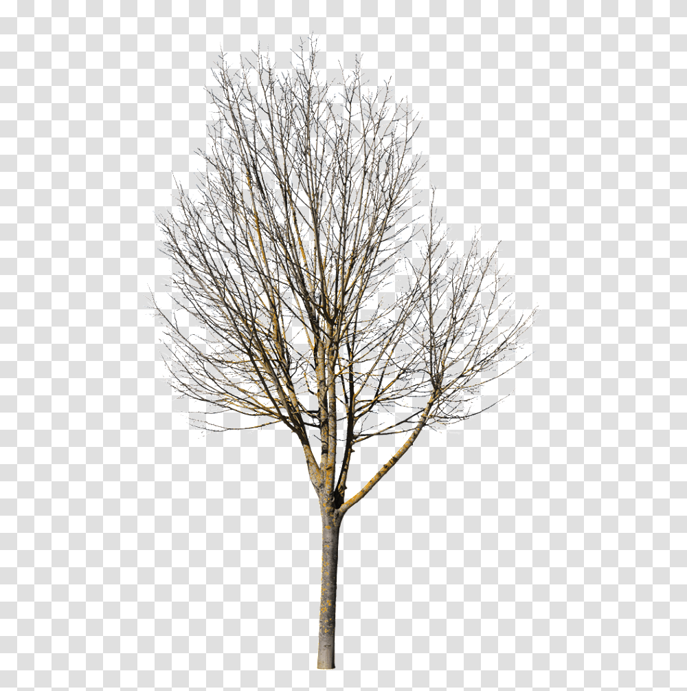 Deciduous Tree Photoshop, Plant, Flower, Blossom, Crystal Transparent Png