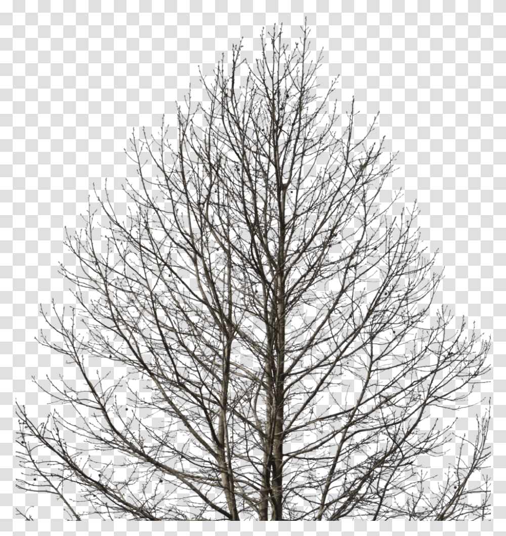 Deciduous Tree Tree Cutout Winter Full Size Download Deciduous, Plant, Nature, Outdoors, Ice Transparent Png
