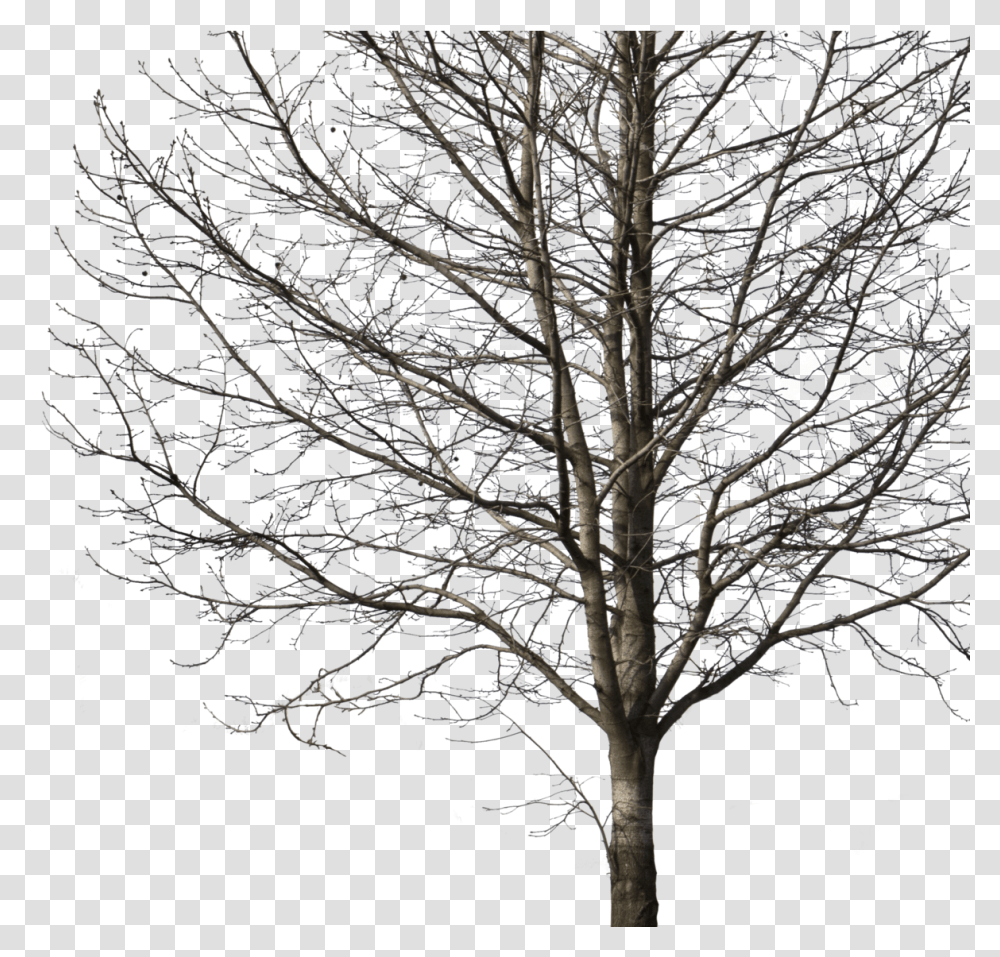 Deciduous Tree Winter I Winter Tree Cut Out, Plant, Tree Trunk, Maple Transparent Png
