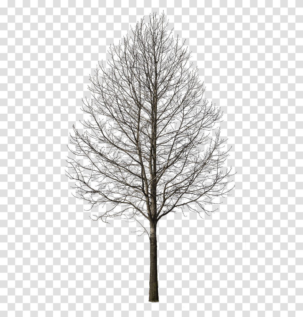 Deciduous Tree Winter I Winter Tree, Plant, Tree Trunk, Nature, Outdoors Transparent Png