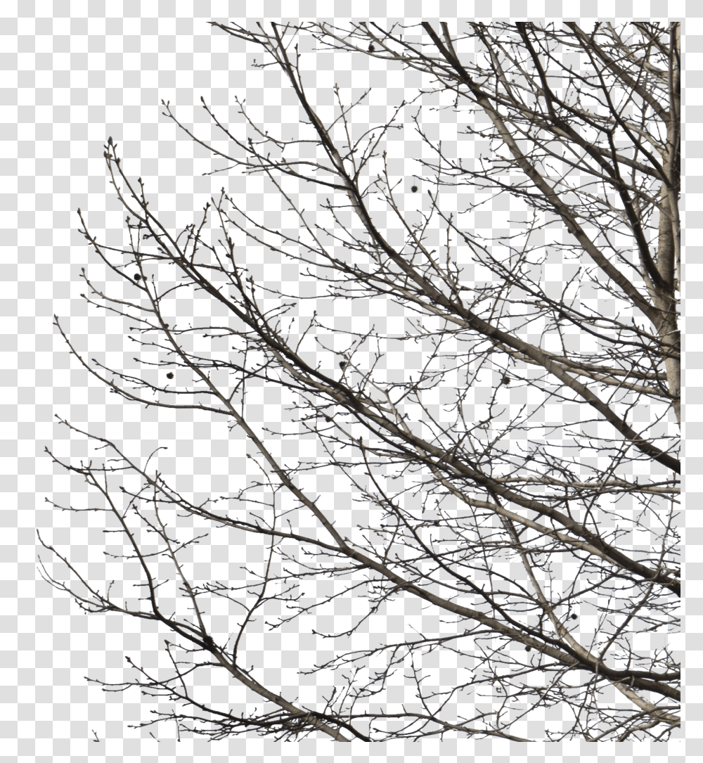 Deciduous Tree Winter I Winter Trees Cut Out, Plant, Nature, Outdoors, Tree Trunk Transparent Png