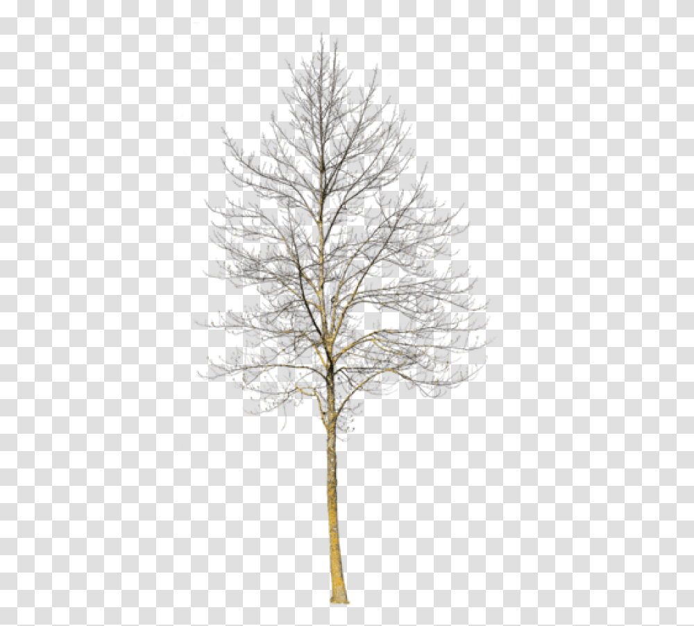 Deciduous Tree Winter Iii Winter Snow Tree, Plant, Cross, Symbol, Flower Transparent Png