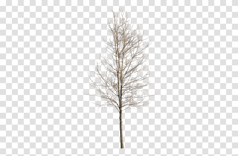 Deciduous Tree Winter Iv Winter Tree, Plant, Cross, Symbol, Ornament Transparent Png