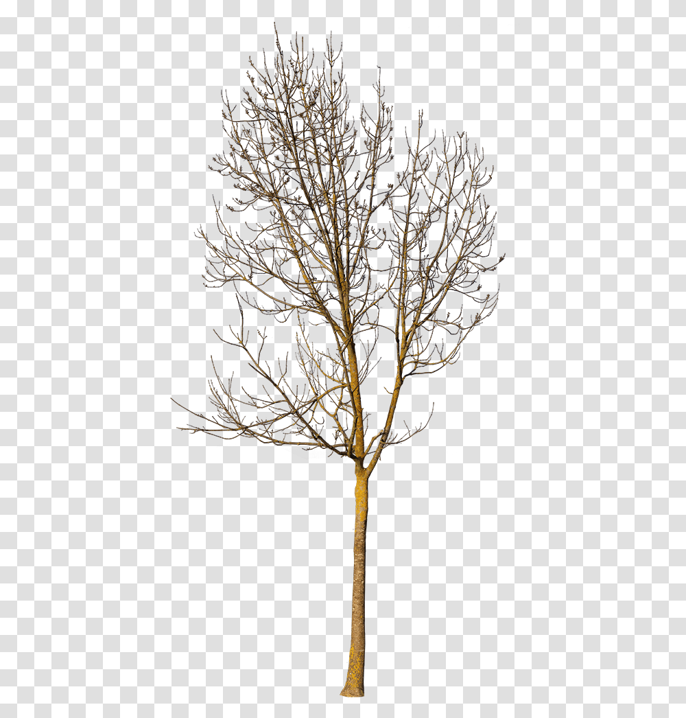 Deciduous Tree Winter Vi Small Tree In Winter, Plant, Tree Trunk, Nature, Silhouette Transparent Png