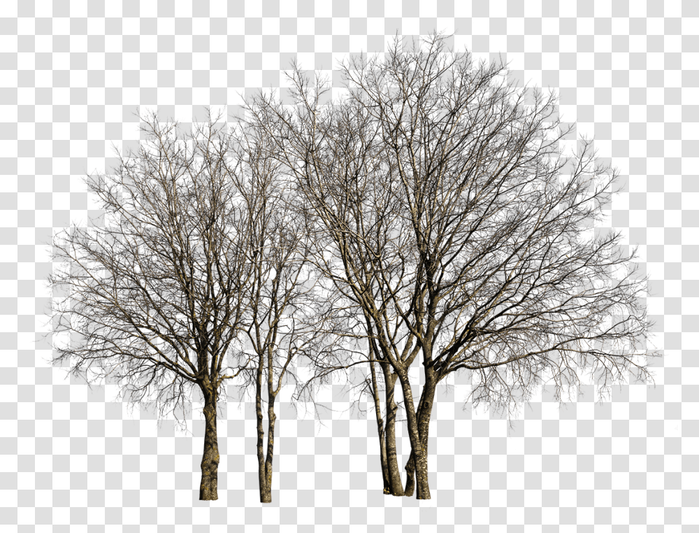 Deciduous Trees Group Tree, Nature, Outdoors, Ice, Snow Transparent Png