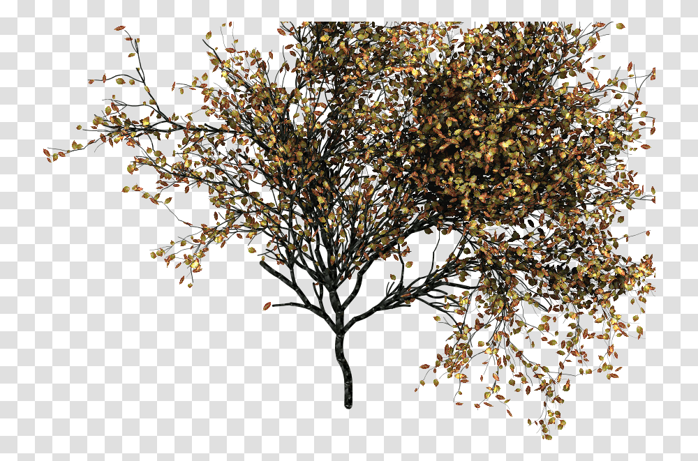 Deciduous Trees Trees Autumn, Plant, Leaf, Paper, Maple Transparent Png