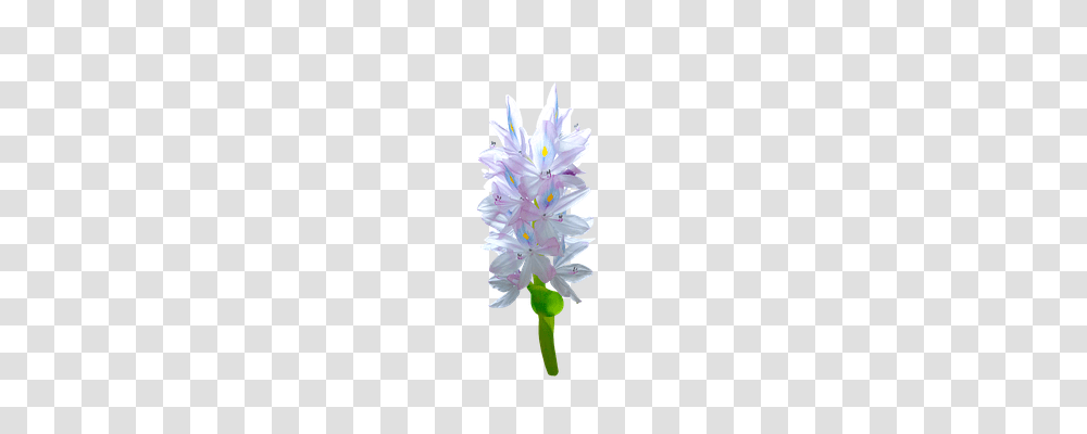 Decorate Emotion, Plant, Flower, Geranium Transparent Png