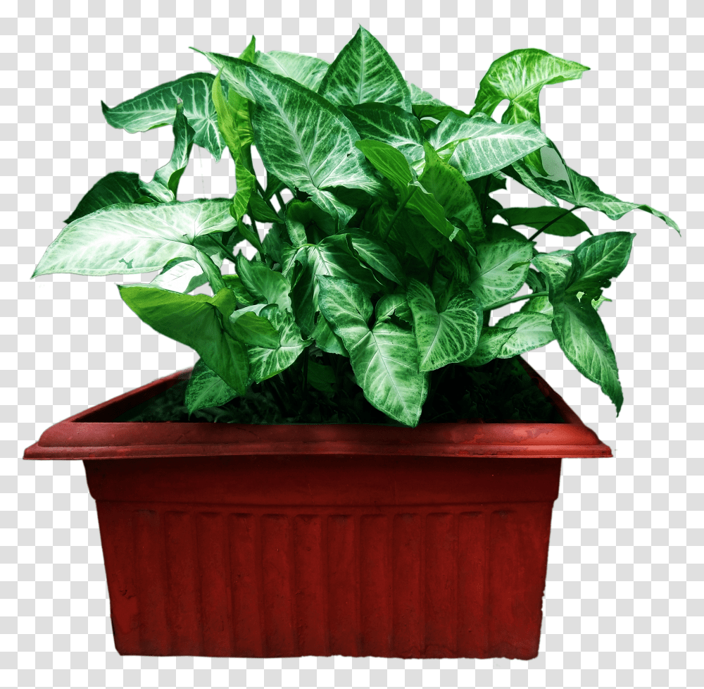 Decoration Plant With Flower Pot Houseplant Transparent Png