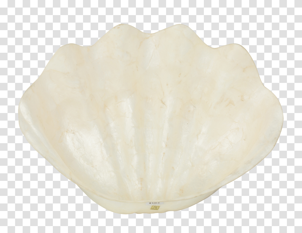 Decorative Capiz Clam Bowl, Seashell, Invertebrate, Sea Life, Animal Transparent Png