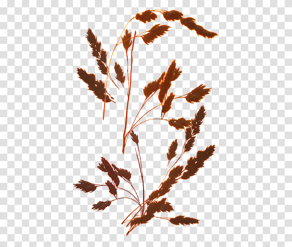 Decorative Grasses Nezhnij Fon Travinki I Zakat, Leaf, Plant, Tree Transparent Png