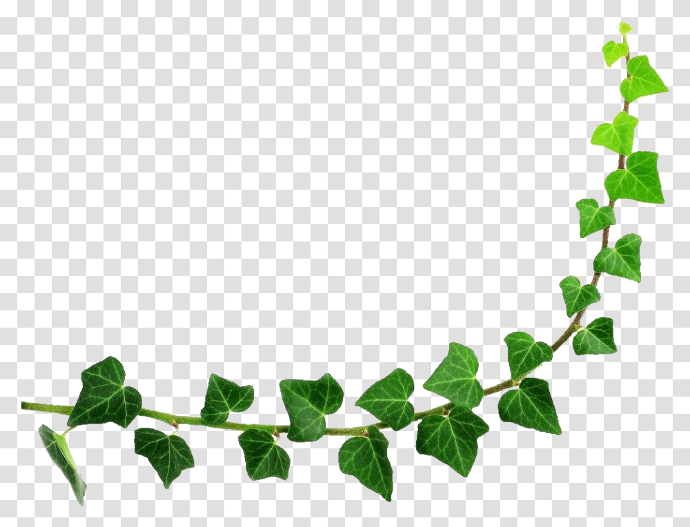 Decorative Leaf Background Image Cartoon Ivy Plant, Vine Transparent Png