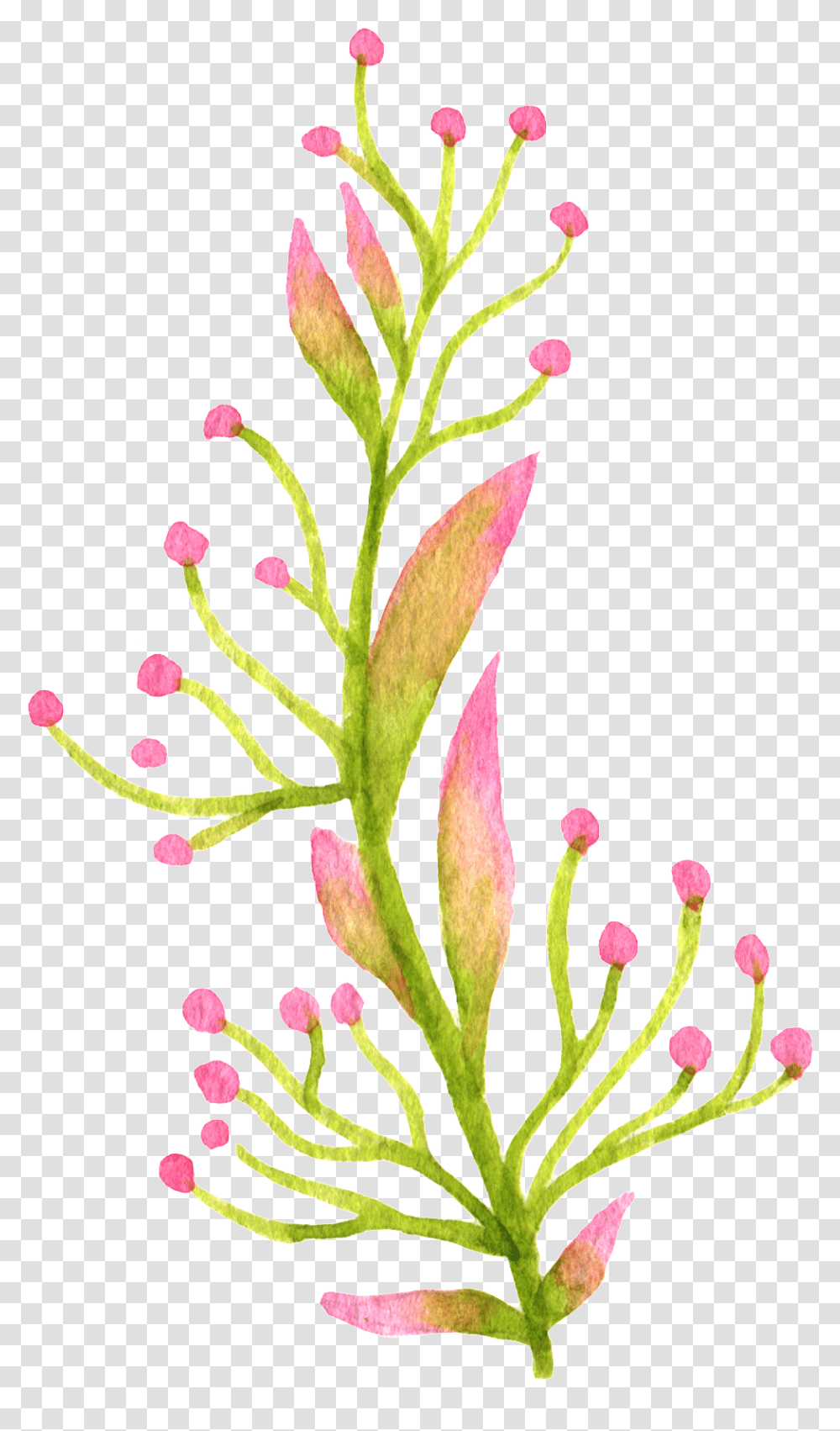 Decorcut Flowersbotanyflowering Plantplant Stemclip Watercolor Plants, Blossom, Tree, Pineapple, Fruit Transparent Png