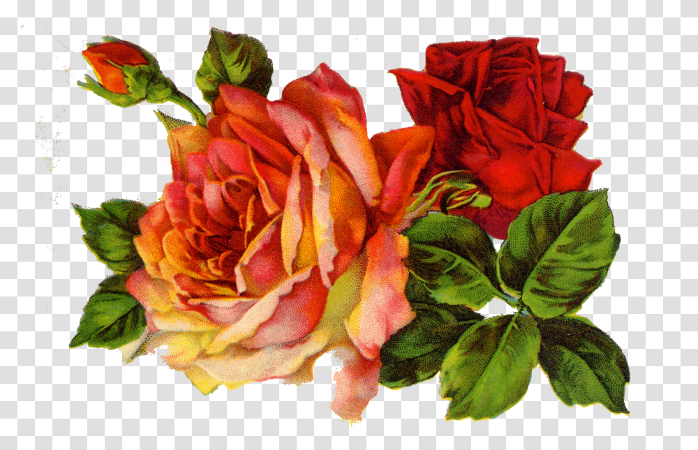 Decoupage Roses On Clipart Library Vintage Tea Roses Clip Art, Plant, Flower, Blossom, Flower Bouquet Transparent Png