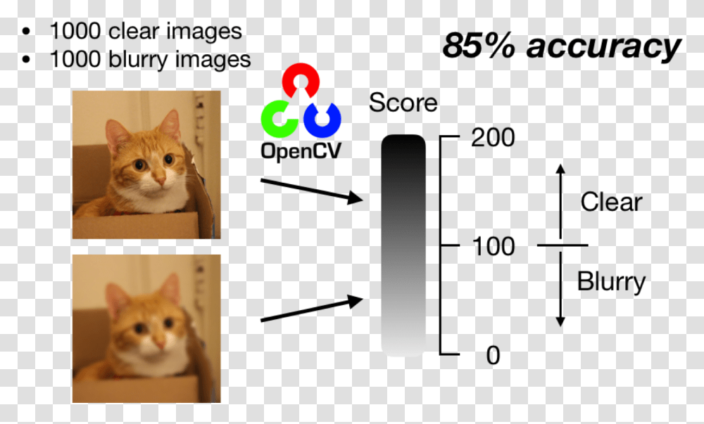 Deep Learning Blur Detection, Cat, Pet, Mammal, Animal Transparent Png