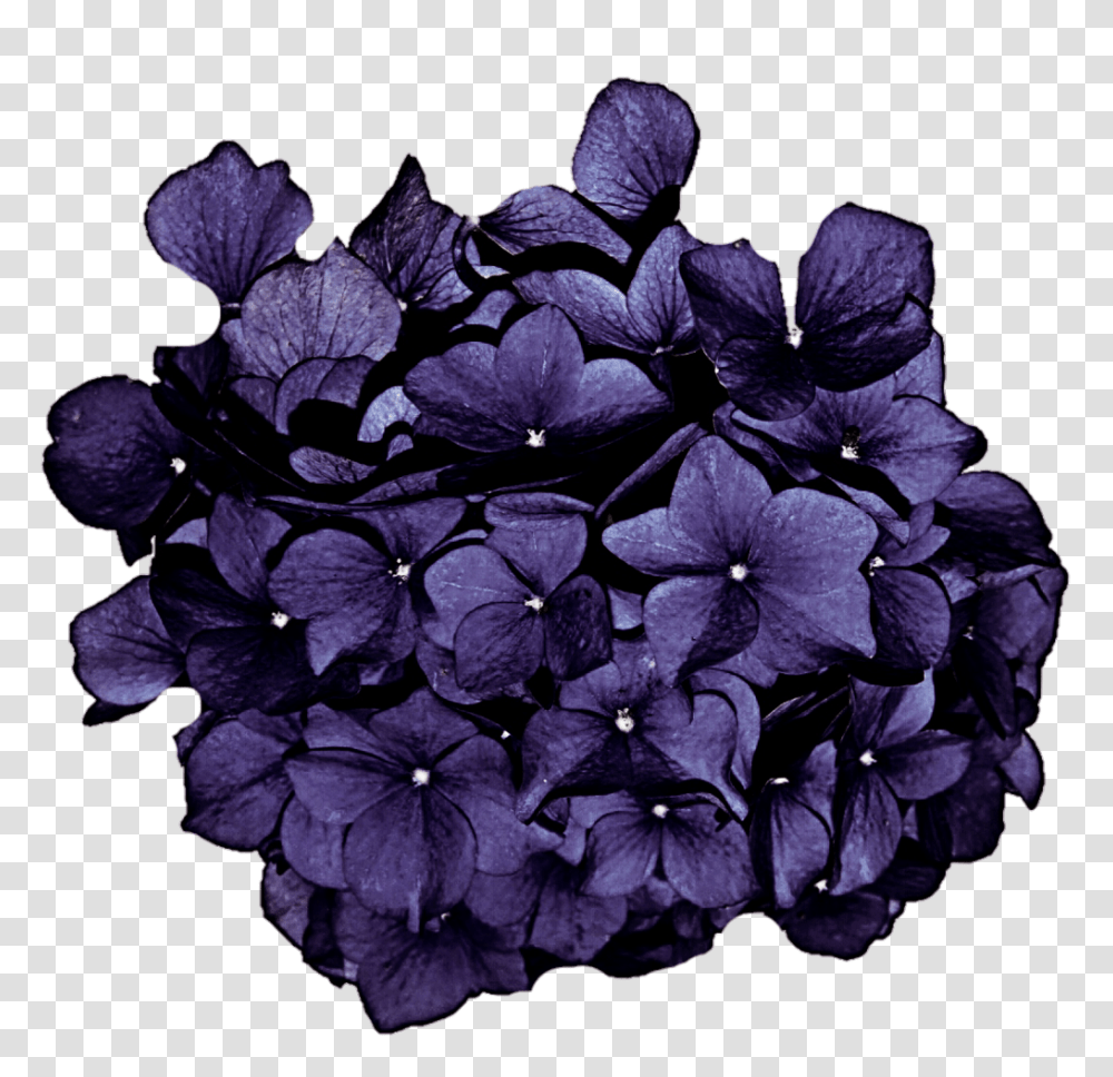 Deep Lilac Hydrangea, Geranium, Flower, Plant, Blossom Transparent Png