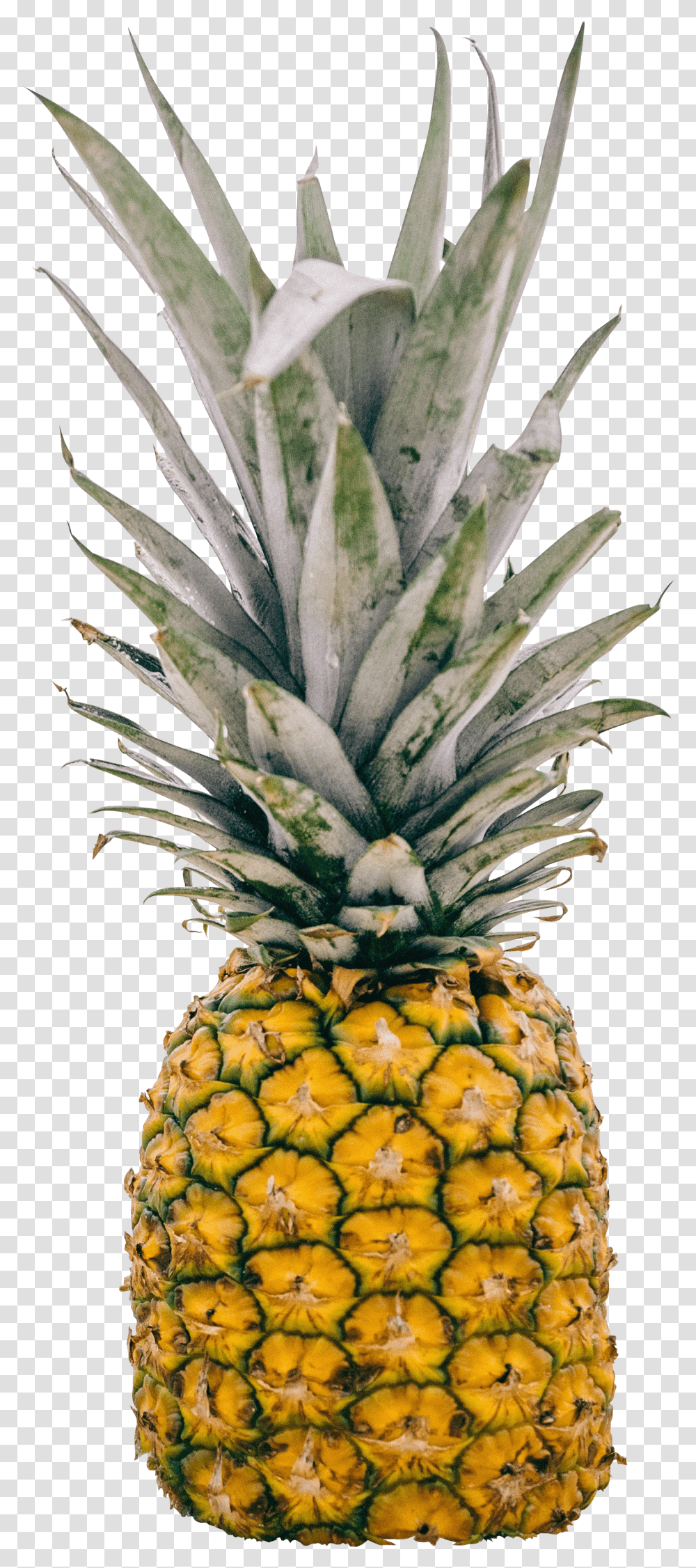 Deep Pineapple Quotes Transparent Png