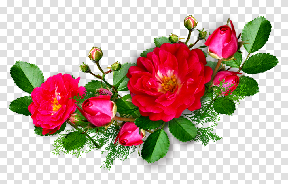 Deep Pink Rose Rose Pink Corner, Plant, Flower, Blossom, Flower Bouquet Transparent Png