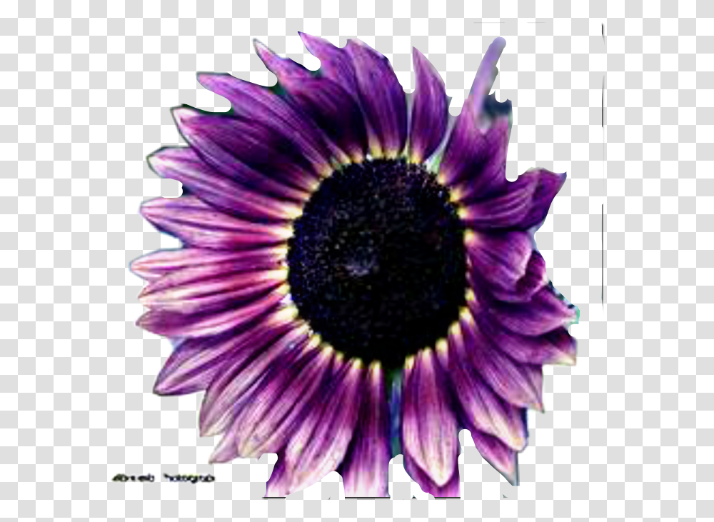 Deep Purple Flower Sunflower Freetoedit 1353897 Purple Sunflower, Plant, Blossom, Daisy, Daisies Transparent Png