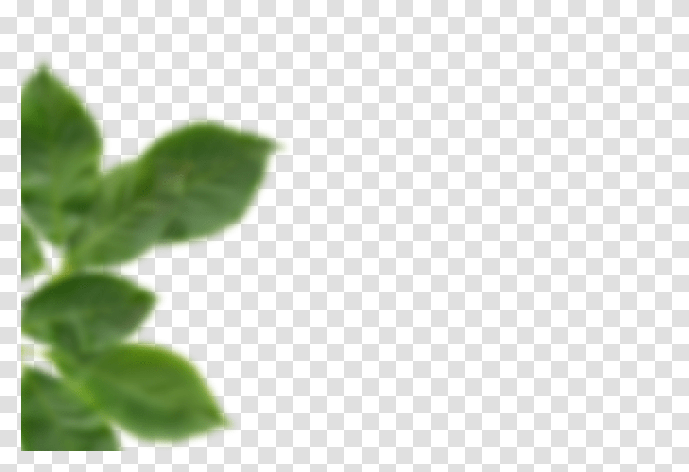 Deep Purple Frontpage, Leaf, Plant, Green, Vase Transparent Png