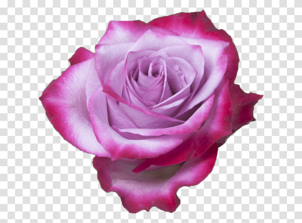 Deep Purple Rose, Flower, Plant, Blossom, Petal Transparent Png