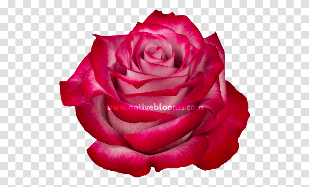 Deep Purple Roses Floribunda, Flower, Plant, Blossom, Petal Transparent Png