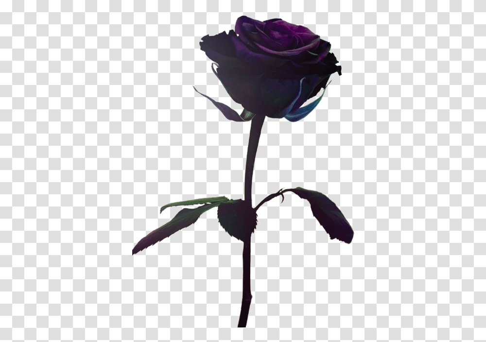 Deep Purple Single Roses, Plant, Flower, Petal, Produce Transparent Png