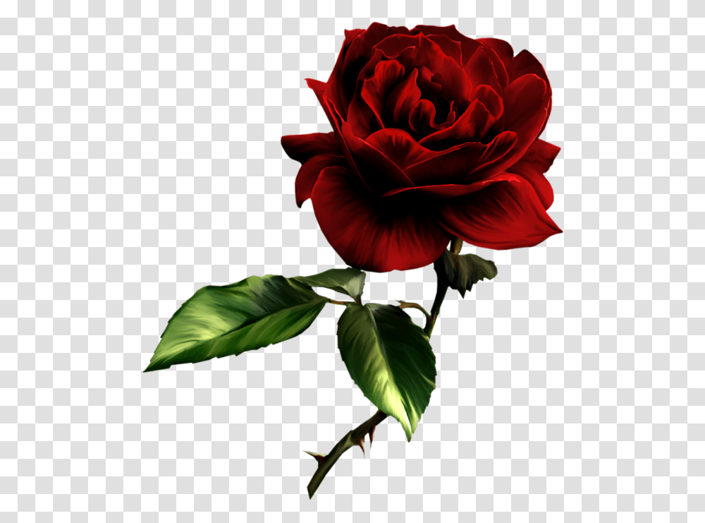 Deep Red Rose, Flower, Plant, Blossom, Geranium Transparent Png