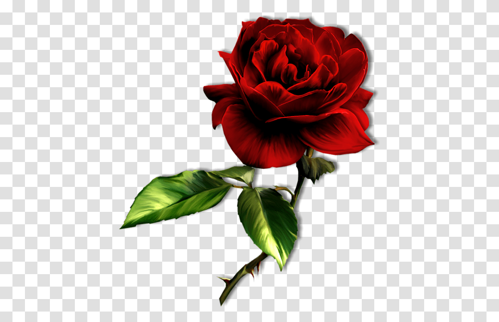 Deep Red Rose, Flower, Plant, Blossom, Petal Transparent Png
