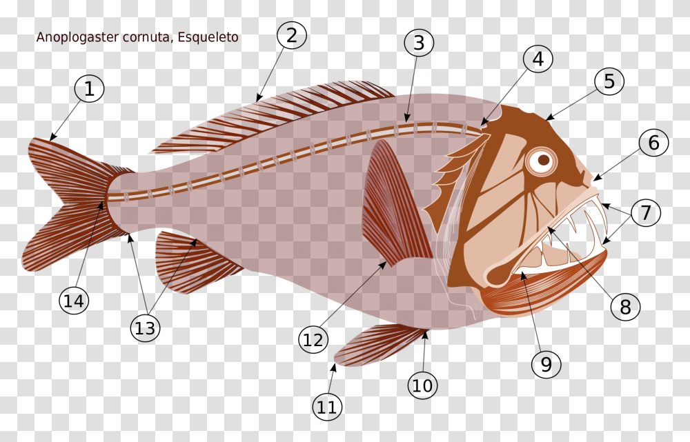 Deep Sea Anglerfish Diagram, Animal, Sea Life, Water, Cod Transparent Png