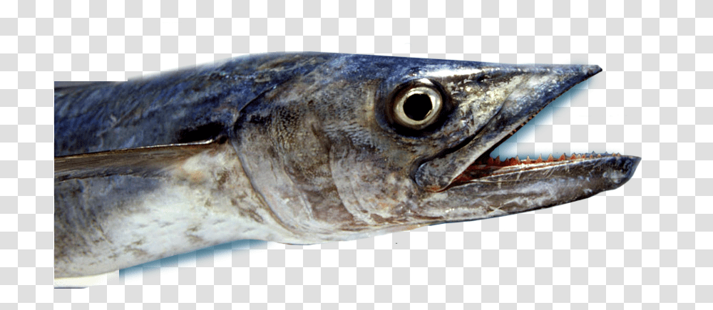 Deep Sea Mackerel Fishing Pacific Saury, Animal, Coho, Sea Life, Tuna Transparent Png