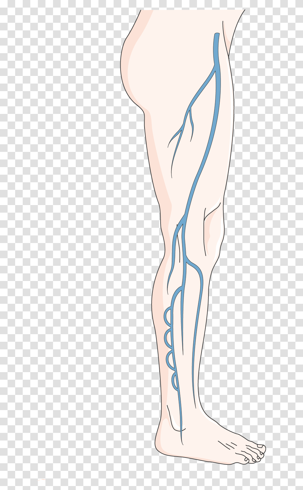 Deep Venous System Illustration, Person, Art, Drawing, Costume Transparent Png