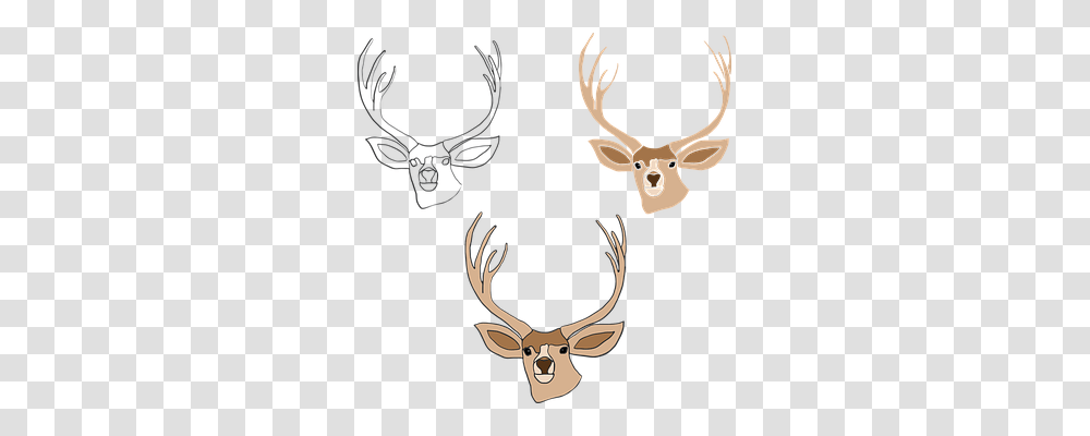 Deer Nature, Antler, Wildlife, Mammal Transparent Png