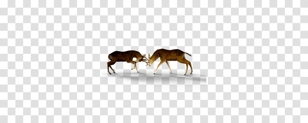 Deer Nature, Mammal, Animal, Wildlife Transparent Png