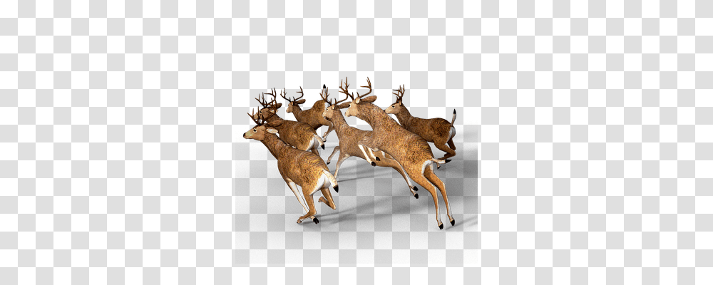 Deer Nature, Wildlife, Mammal, Animal Transparent Png