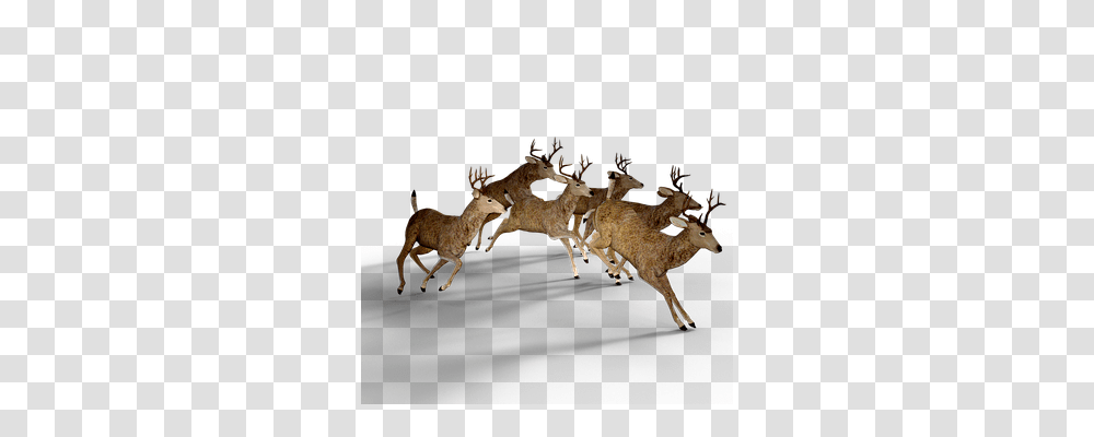 Deer Nature, Mammal, Animal, Wildlife Transparent Png