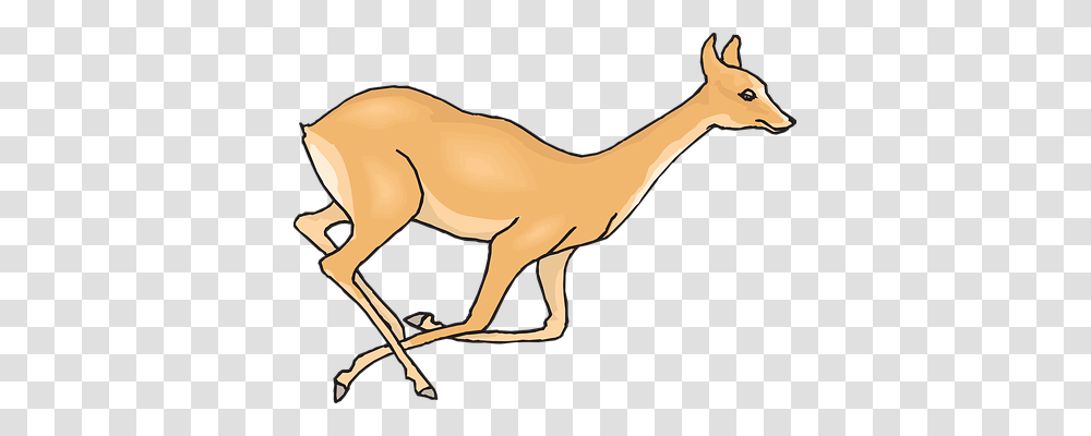 Deer Animals, Antelope, Wildlife, Mammal Transparent Png