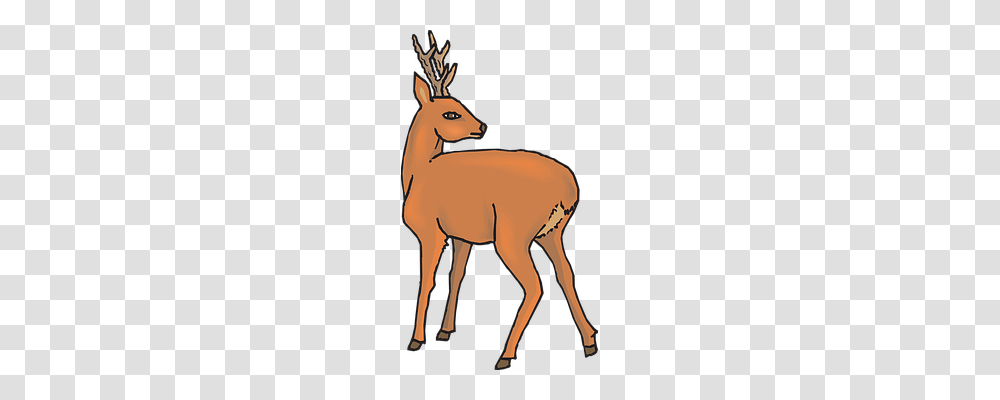 Deer Animals, Mammal, Wildlife Transparent Png