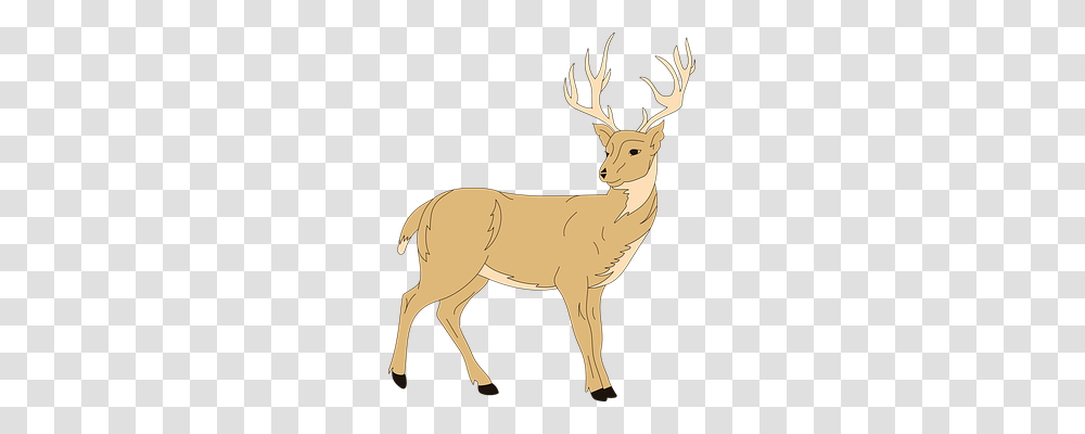 Deer Nature, Elk, Wildlife, Mammal Transparent Png