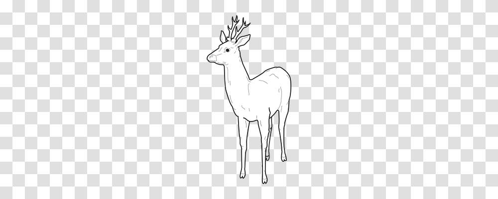 Deer Nature, Mammal, Animal, Horse Transparent Png