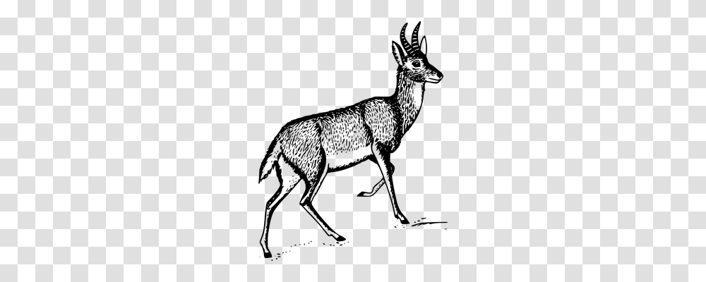 Deer Nature, Gray, World Of Warcraft Transparent Png