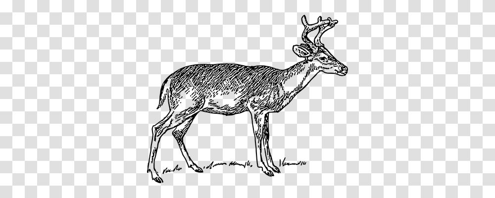 Deer Animals, Gray, World Of Warcraft Transparent Png