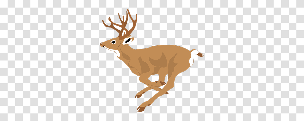 Deer Nature, Animal, Mammal, Wildlife Transparent Png