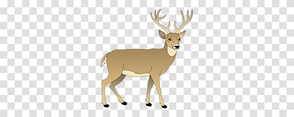 Deer Nature, Animal, Mammal, Wildlife Transparent Png