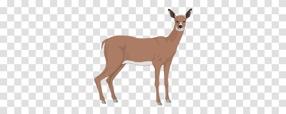 Deer Nature, Antelope, Wildlife, Mammal Transparent Png