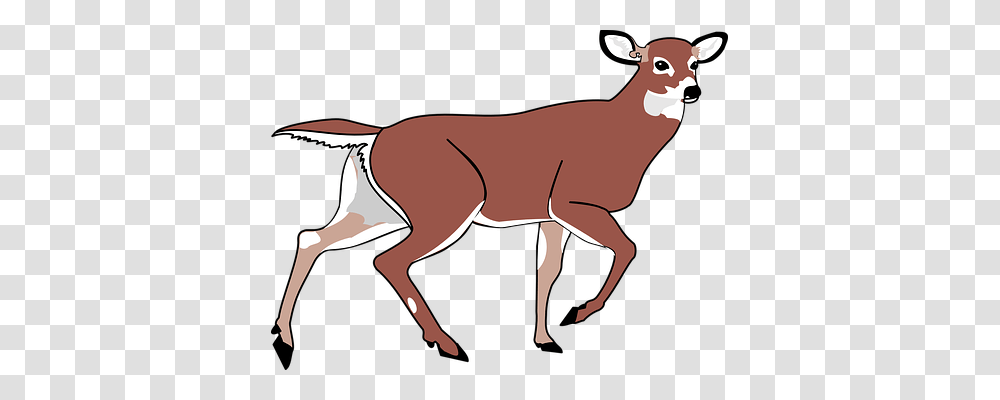 Deer Nature, Antelope, Wildlife, Mammal Transparent Png